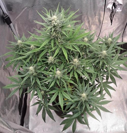 A tropical twist on Venus. Week 8 - Day 52