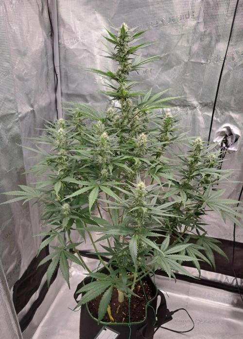 A tropical twist on Venus. Week 8 - Day 52