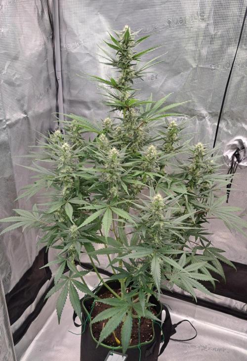 A tropical twist on Venus. Week 8 - Day 53