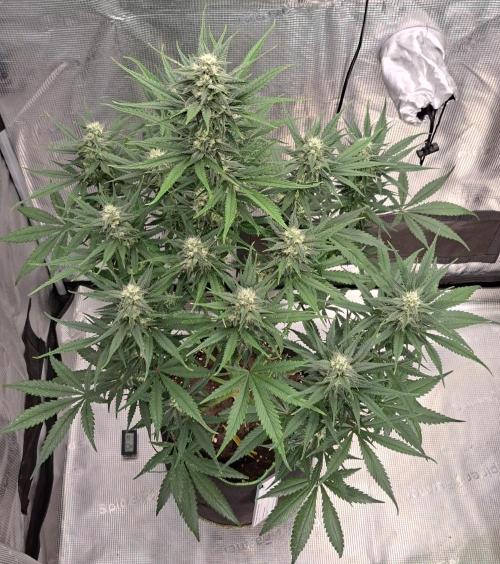 A tropical twist on Venus. Week 8 - Day 54