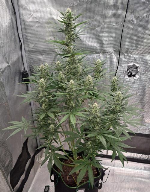 A tropical twist on Venus. Week 8 - Day 54