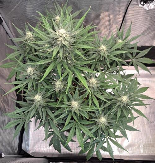 A tropical twist on Venus. Week 8 - Day 55