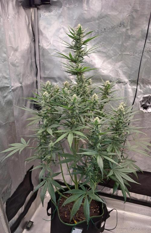 A tropical twist on Venus. Week 8 - Day 55