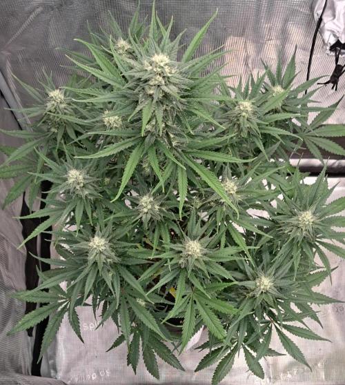 A tropical twist on Venus. Week 8 - Day 56