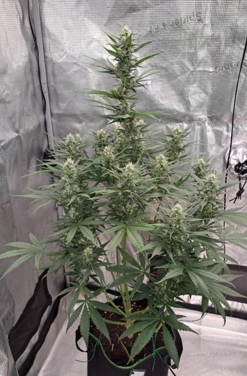 A tropical twist on Venus. Week 8 - Day 56