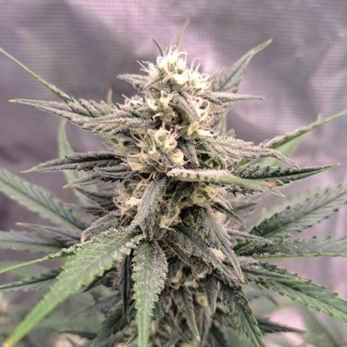 A tropical twist on Venus. Week 8 - Day 56