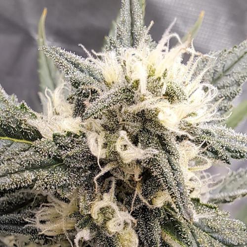 Papaya Zoap Auto. Week 8