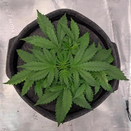 Berry Blues on the Roots vor Venus. Week 4 - Day 22