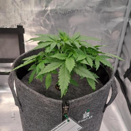 Berry Blues on the Roots vor Venus. Week 4 - Day 22