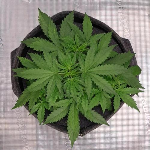 Berry Blues on the Roots vor Venus. Week 4 - Day 23