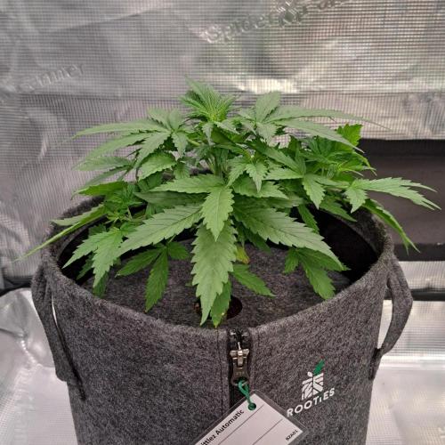 Berry Blues on the Roots vor Venus. Week 4 - Day 23