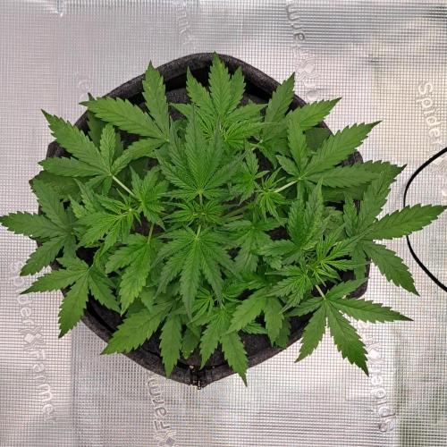 Berry Blues on the Roots vor Venus. Week 4 - Day 24