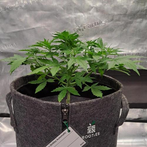 Berry Blues on the Roots vor Venus. Week 4 - Day 24