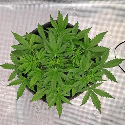 Berry Blues on the Roots vor Venus. Week 4 - Day 25