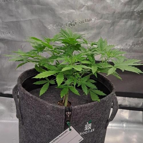 Berry Blues on the Roots vor Venus. Week 4 - Day 25