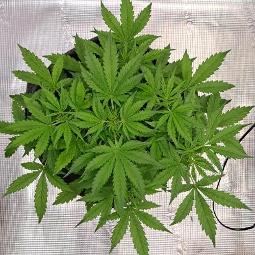 Berry Blues on the Roots vor Venus. Week 4 - Day 26
