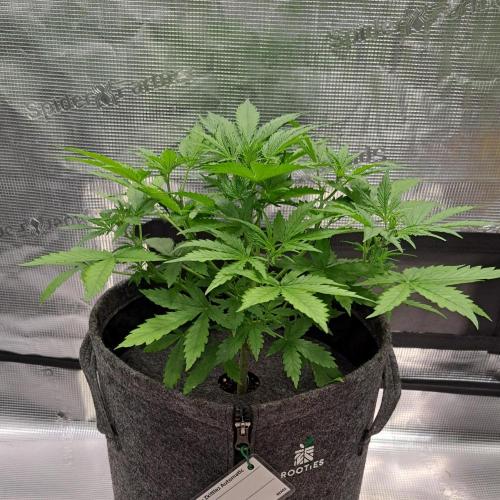 Berry Blues on the Roots vor Venus. Week 4 - Day 26