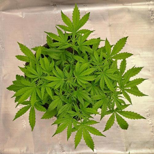 Berry Blues on the Roots vor Venus. Week 4 - Day 27