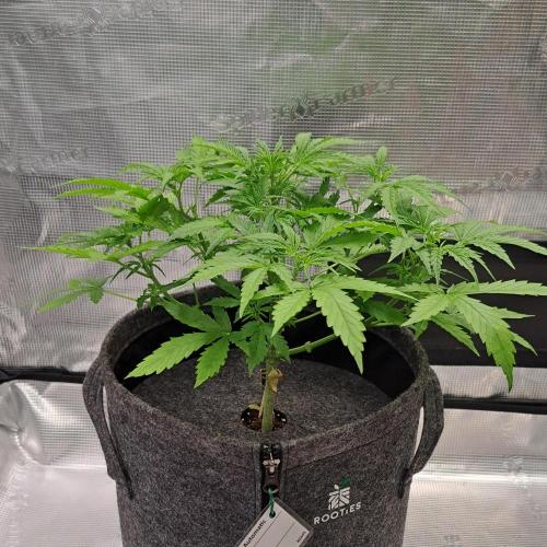 Berry Blues on the Roots vor Venus. Week 4 - Day 27