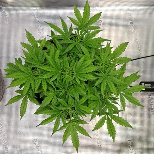 Berry Blues on the Roots vor Venus. Week 4 - Day 28