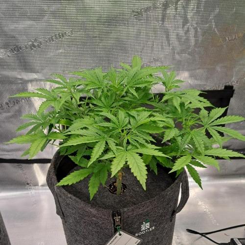 Berry Blues on the Roots vor Venus. Week 4 - Day 28