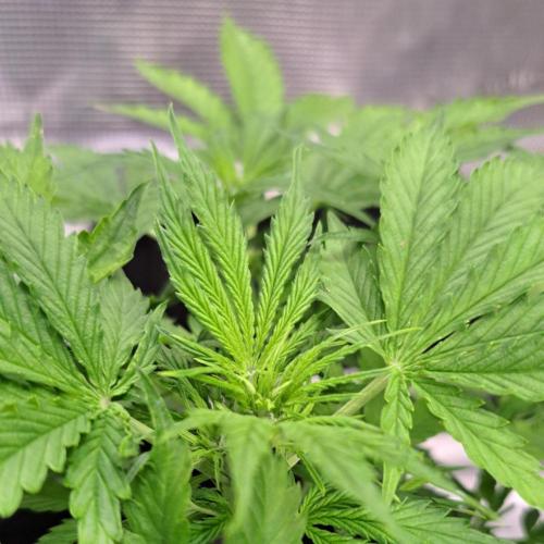 Blueberry Candiez. Week 4