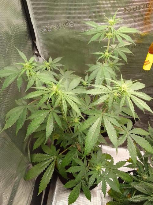 Purple Bananas spotted on Mars. Week 6 - Day 36