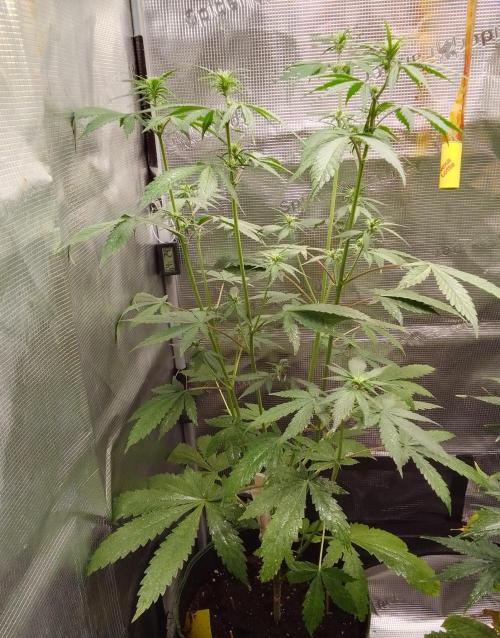 Purple Bananas spotted on Mars. Week 6 - Day 36