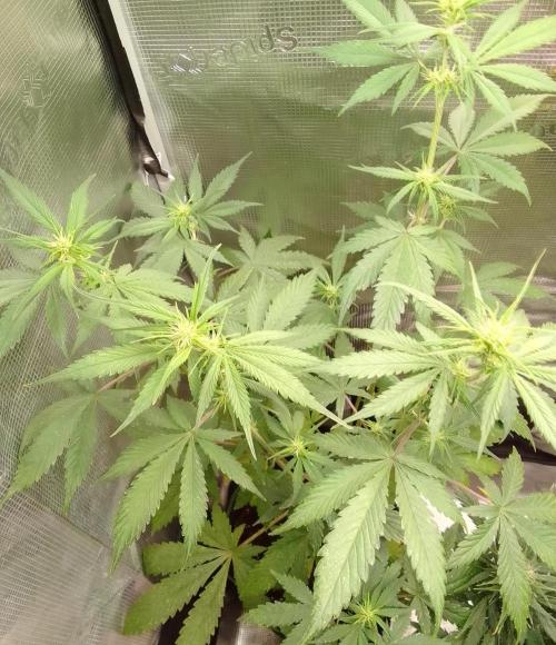 Purple Bananas spotted on Mars. Week 6 - Day 37