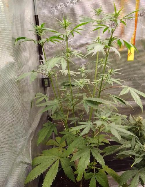 Purple Bananas spotted on Mars. Week 6 - Day 37