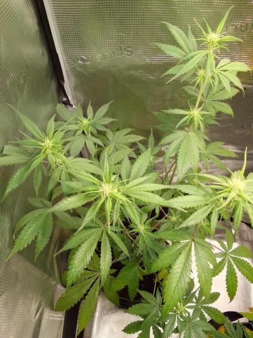 Purple Bananas spotted on Mars. Week 6 - Day 38