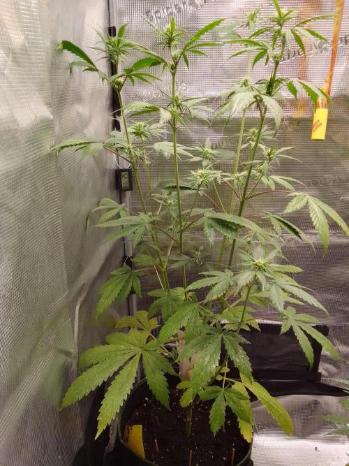 Purple Bananas spotted on Mars. Week 6 - Day 38