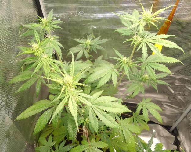 Purple Bananas spotted on Mars. Week 6 - Day 39