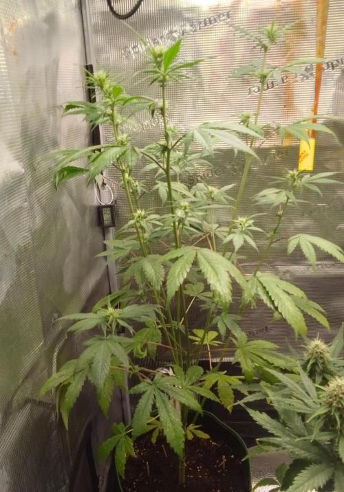 Purple Bananas spotted on Mars. Week 6 - Day 39
