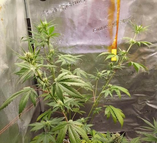 Purple Bananas spotted on Mars. Week 6 - Day 41