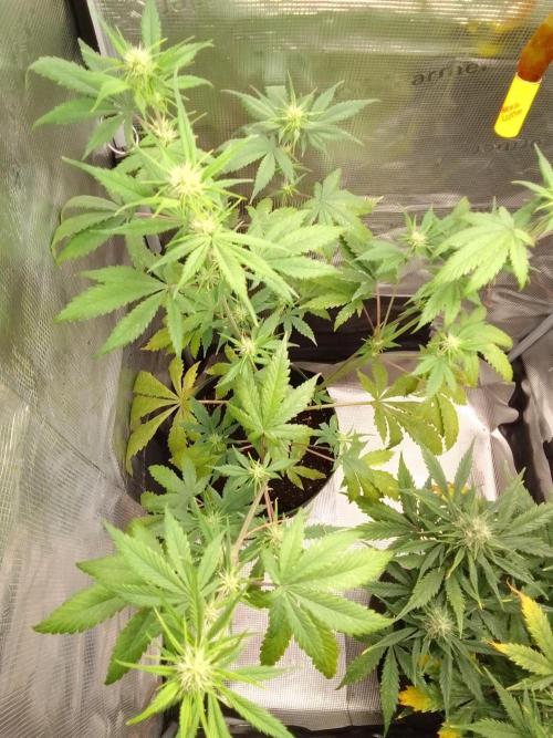 Purple Bananas spotted on Mars. Week 6 - Day 42