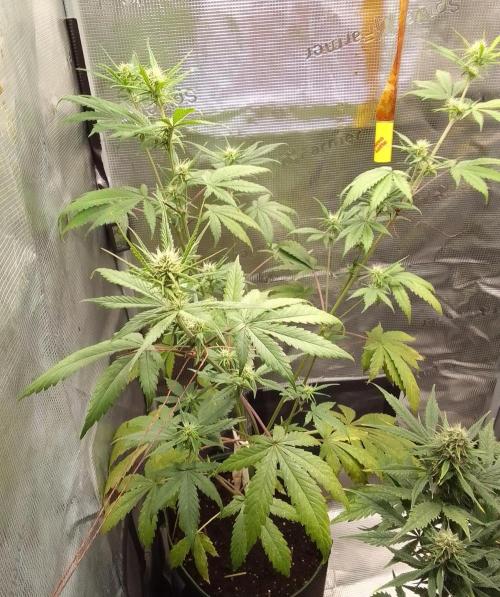 Purple Bananas spotted on Mars. Week 6 - Day 42