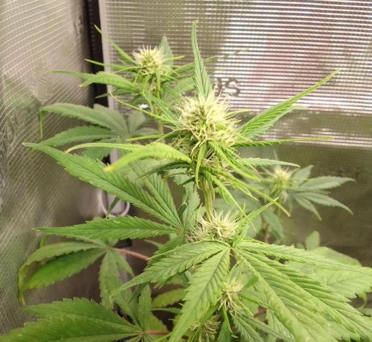 Purple Bananas spotted on Mars. Week 6 - Day 42