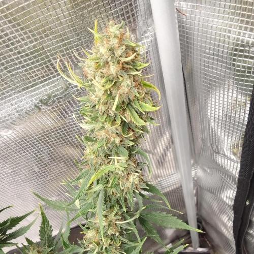 Permanent marker on Mars. Week 11 - Day 77