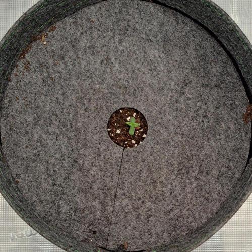 Purple Bananas spotted on Pluto. Week 1 - Day 2