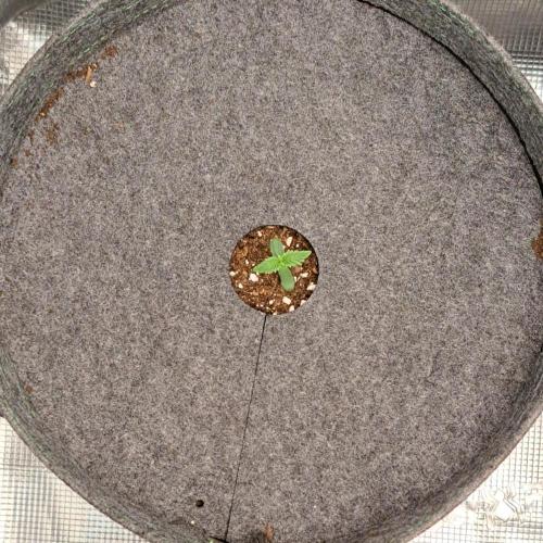 Purple Bananas spotted on Pluto. Week 1 - Day 3