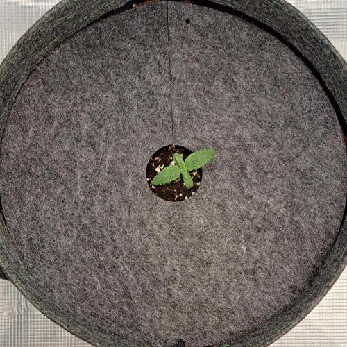 Purple Bananas spotted on Pluto. Week 1 - Day 5