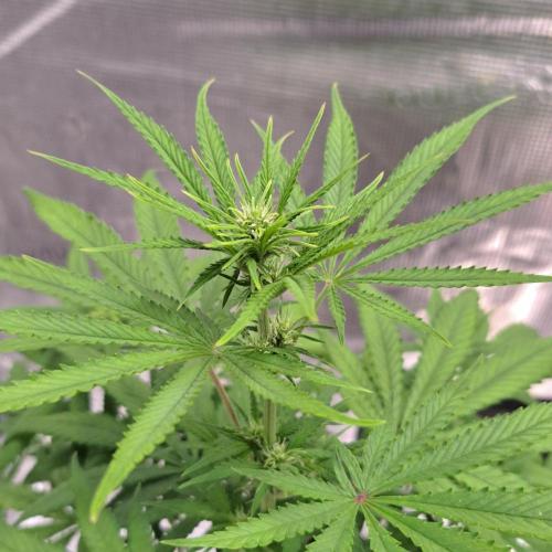 Banana Cream Cake XL Auto. Week 6