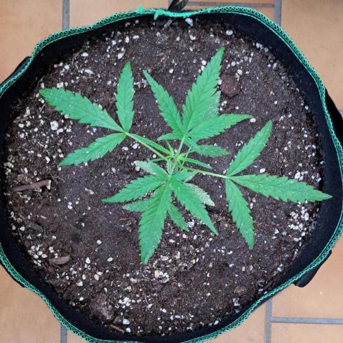 Super Boof on Earth. Week 6 - Day 36
