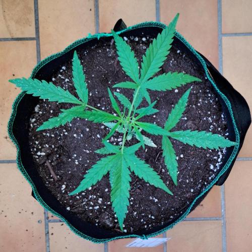 Super Boof on Earth. Week 6 - Day 38