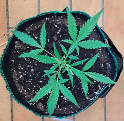 Super Boof on Earth. Week 6 - Day 40