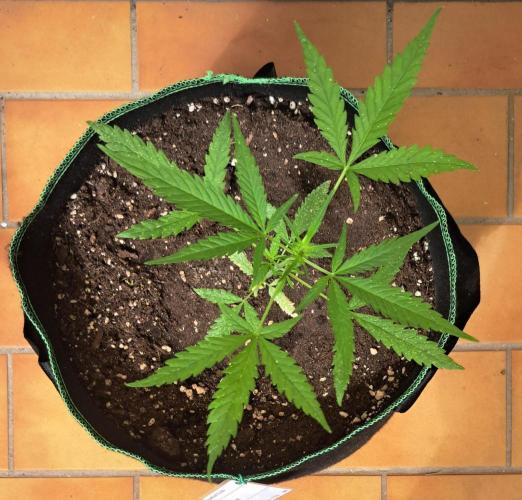 Super Boof on Earth. Week 6 - Day 42