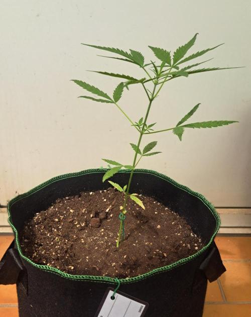 Super Boof on Earth. Week 6 - Day 42