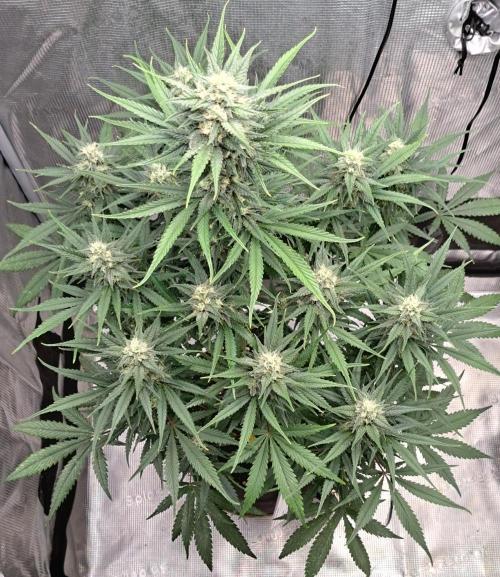 A tropical twist on Venus. Week 9 - Day 58