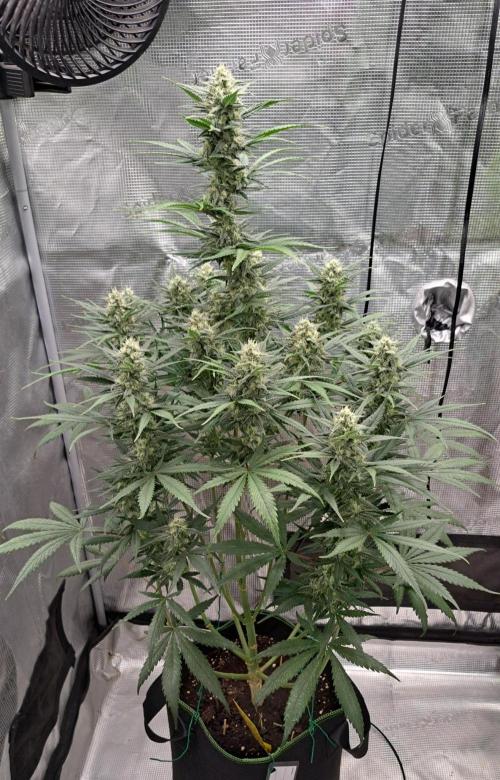A tropical twist on Venus. Week 9 - Day 58